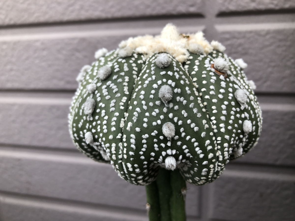 f:id:cactuspower:20200528140408j:plain
