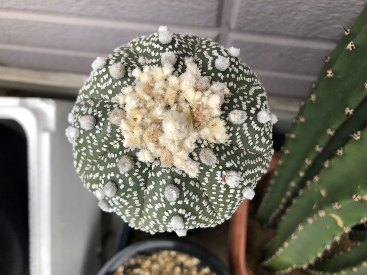 f:id:cactuspower:20200528140539j:plain