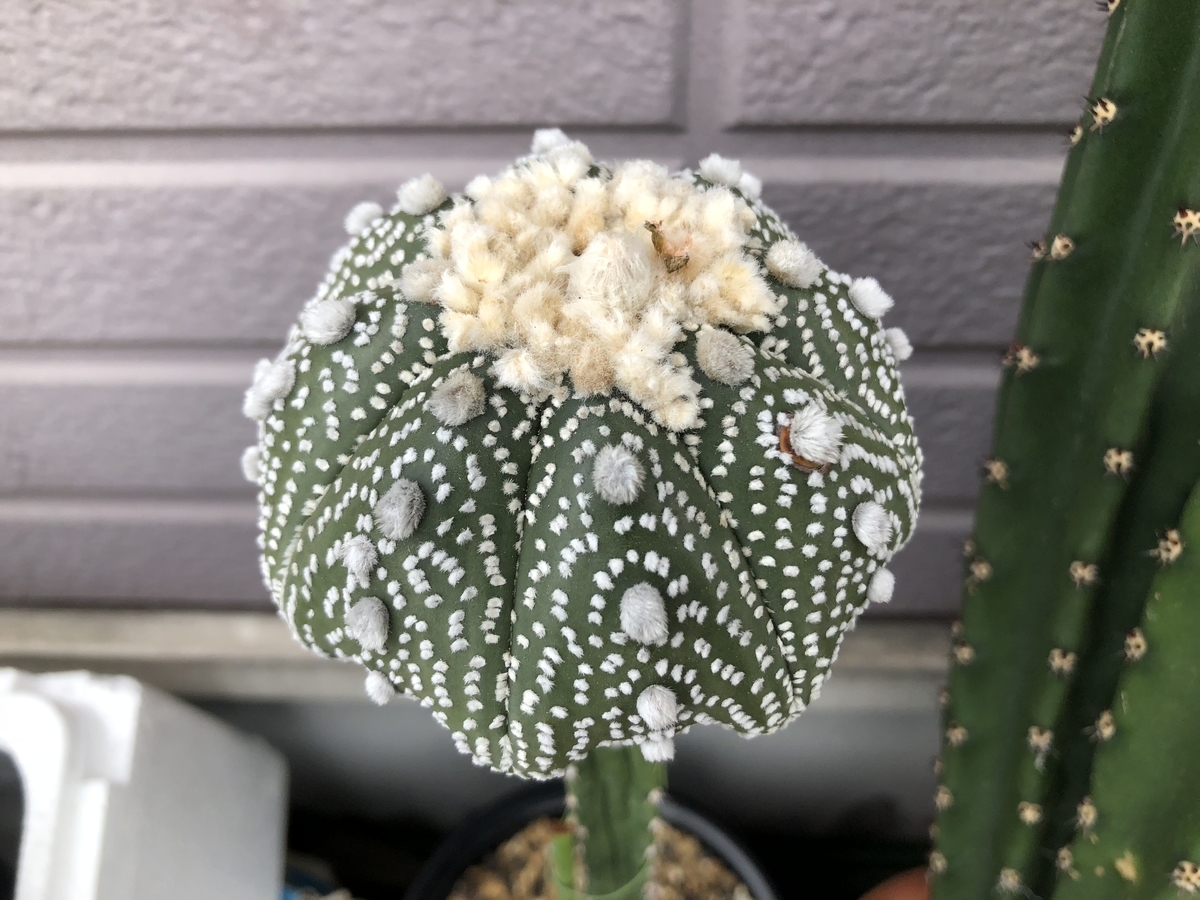 f:id:cactuspower:20200528140652j:plain