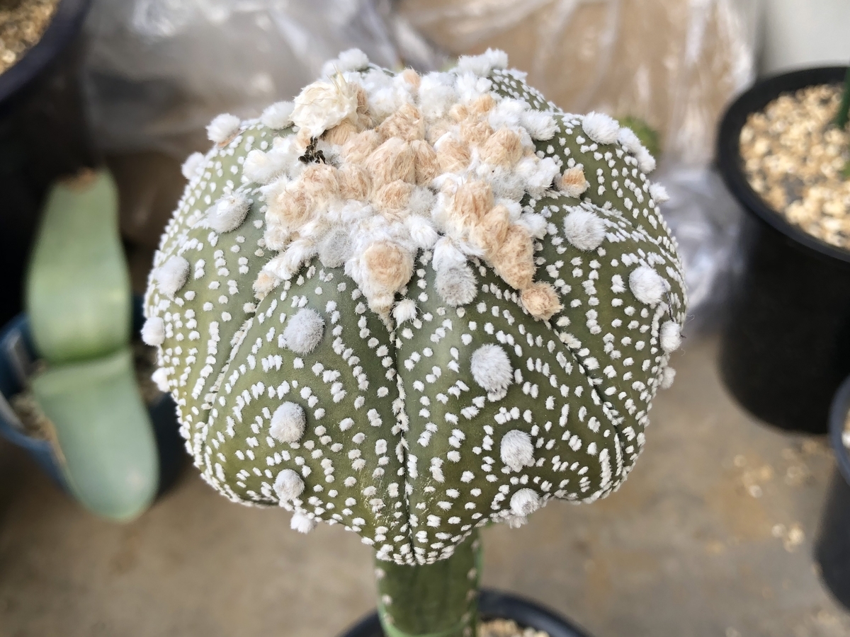f:id:cactuspower:20200528140858j:plain