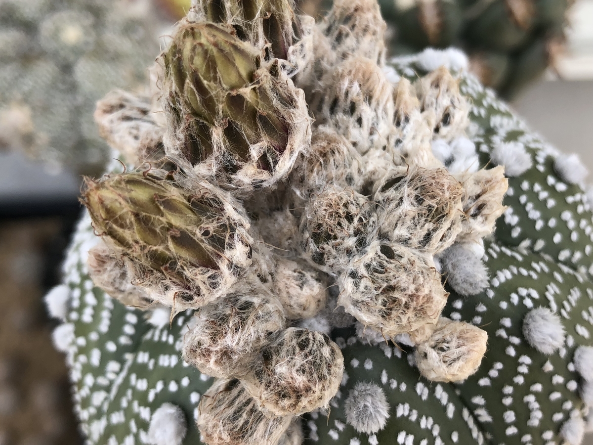 f:id:cactuspower:20200528141421j:plain