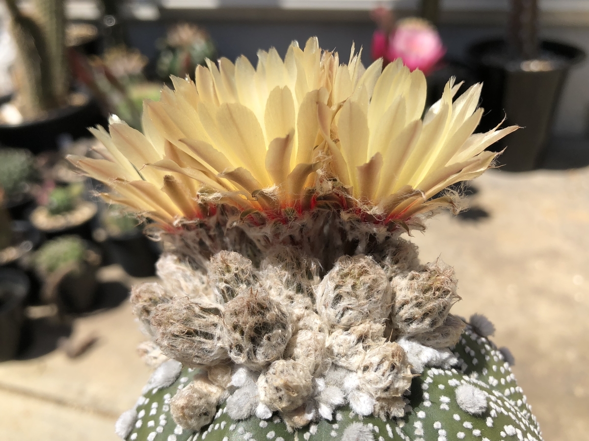 f:id:cactuspower:20200528141455j:plain
