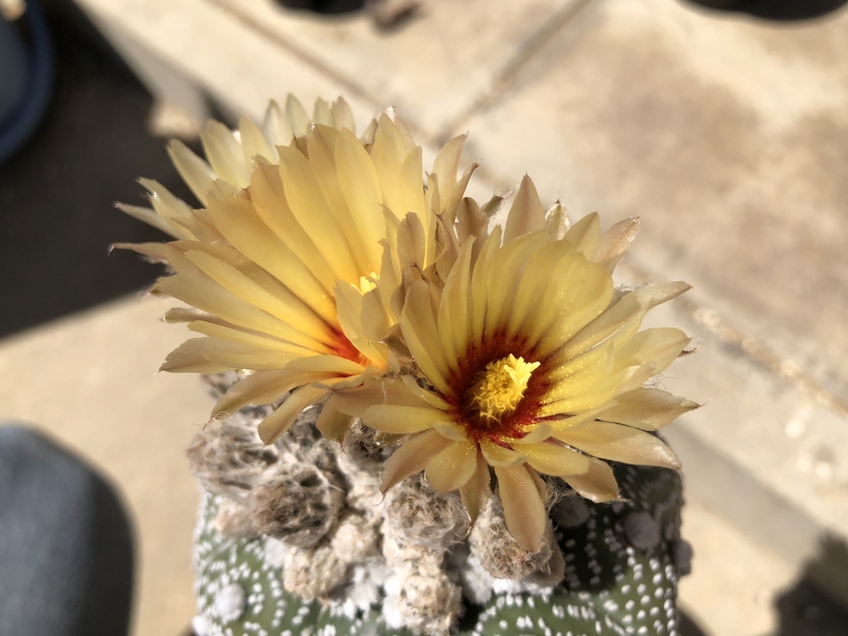 f:id:cactuspower:20200528141517j:plain