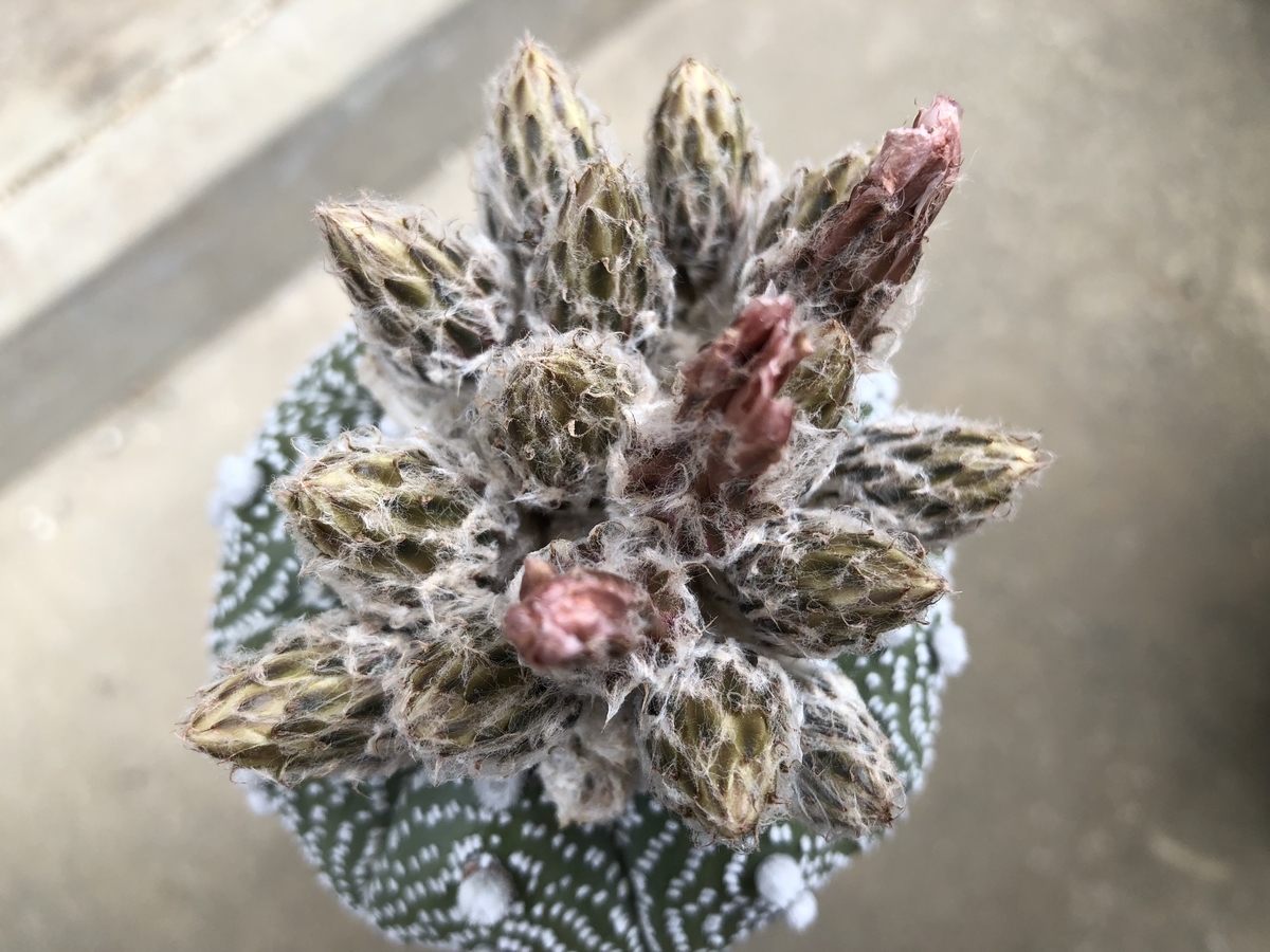 f:id:cactuspower:20200528141559j:plain