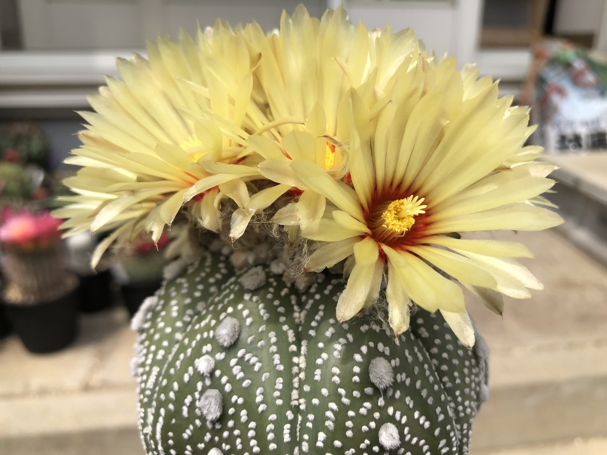 f:id:cactuspower:20200528142032j:plain