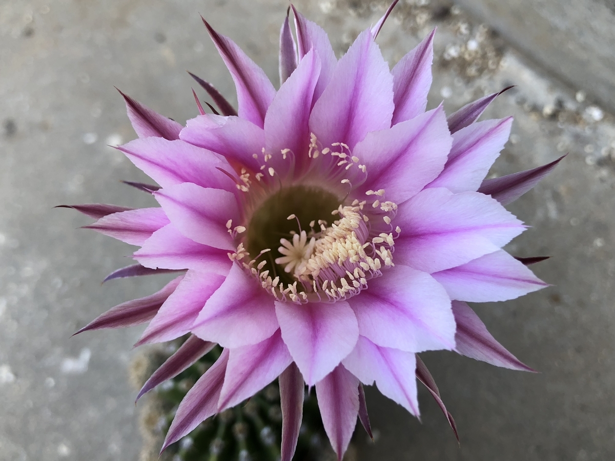 交配種の開花🌸 - cactuspower サボテン日記