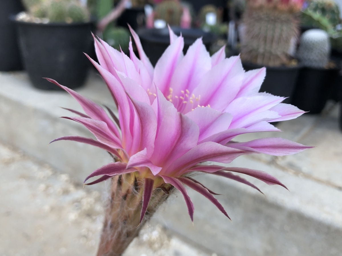 交配種の開花🌸 - cactuspower サボテン日記