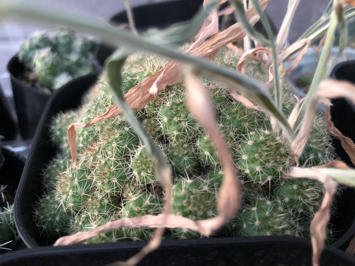 f:id:cactuspower:20200602230919j:plain