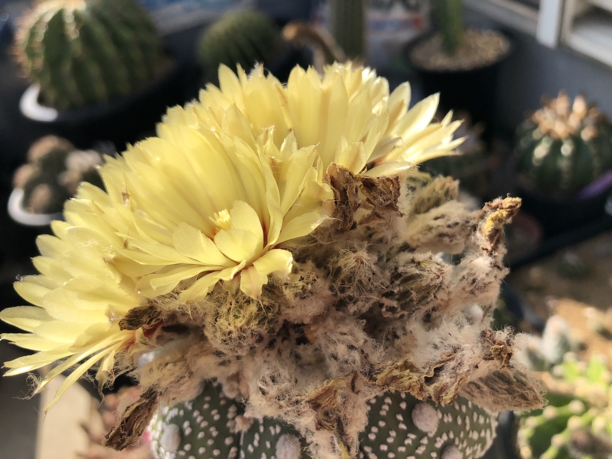 f:id:cactuspower:20200602231102j:plain