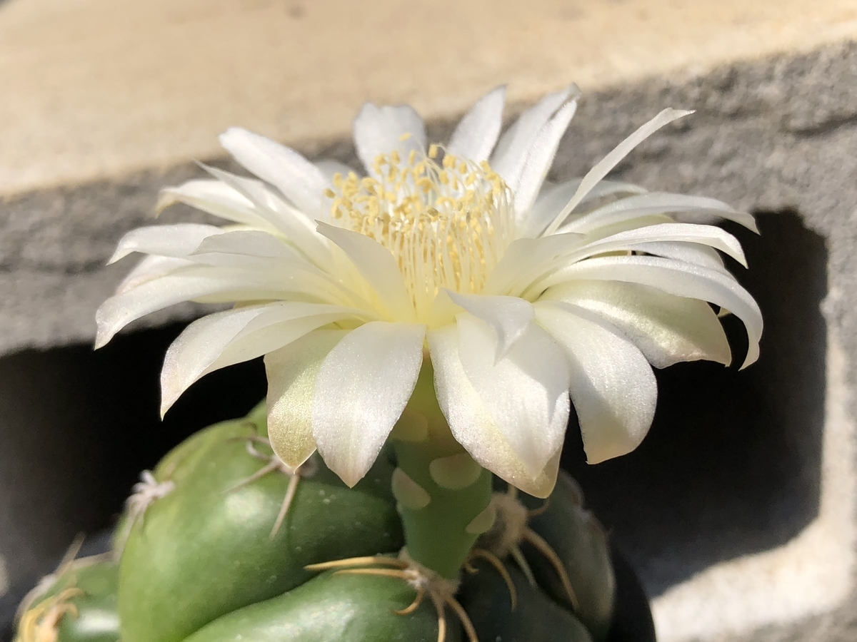 f:id:cactuspower:20200616234703j:plain