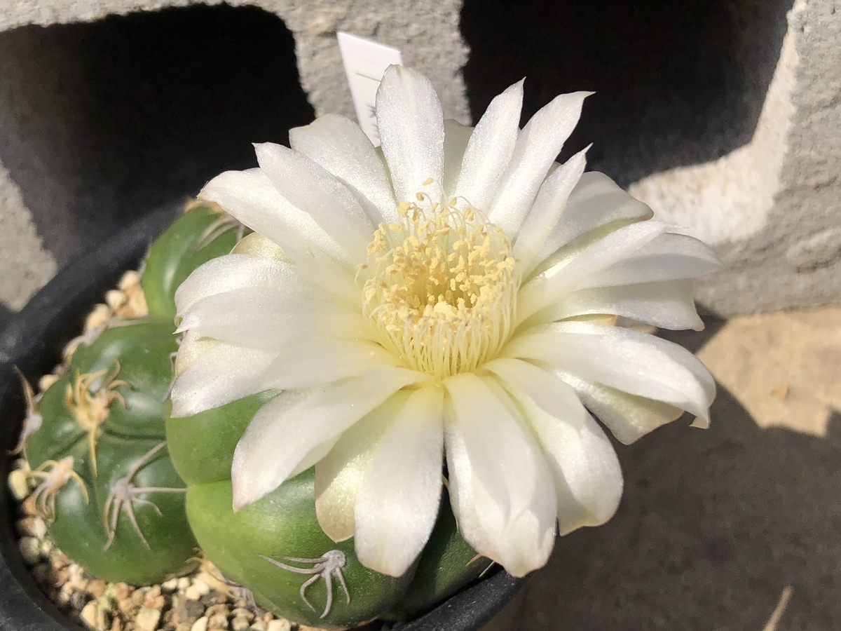 f:id:cactuspower:20200616234819j:plain