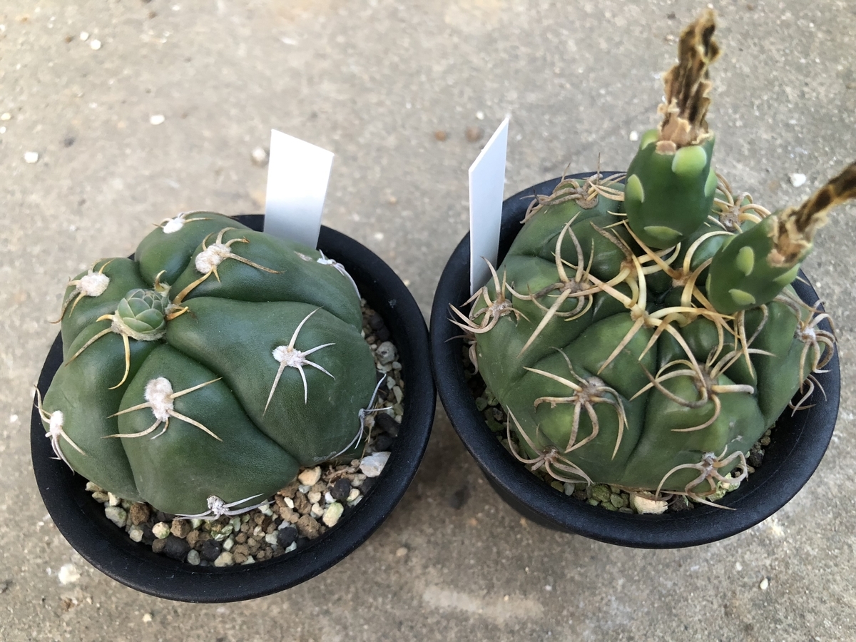 f:id:cactuspower:20200616234926j:plain