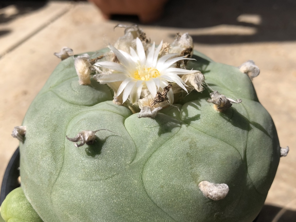 f:id:cactuspower:20200617160242j:plain