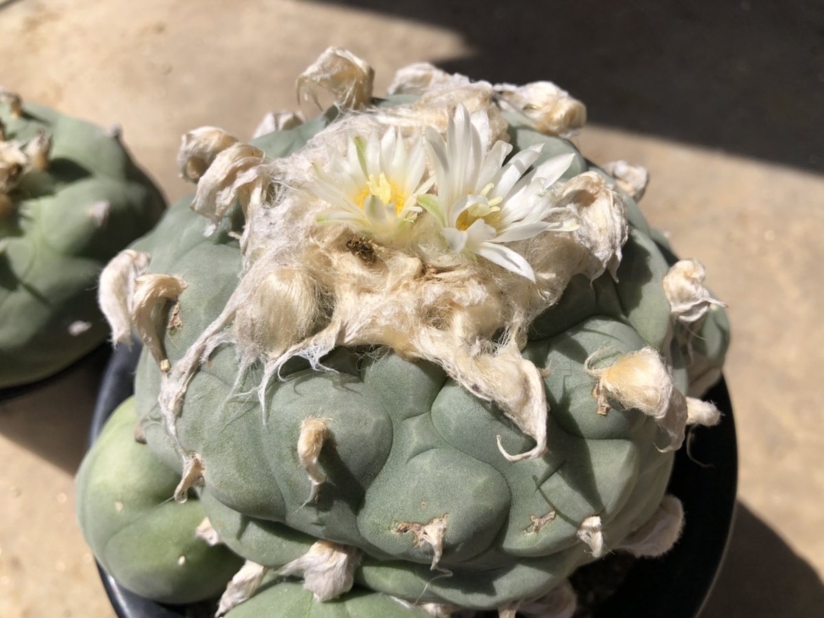 f:id:cactuspower:20200617160318j:plain