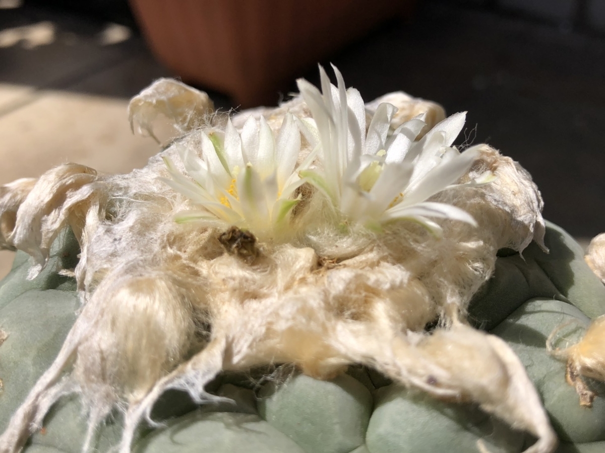 f:id:cactuspower:20200617160516j:plain