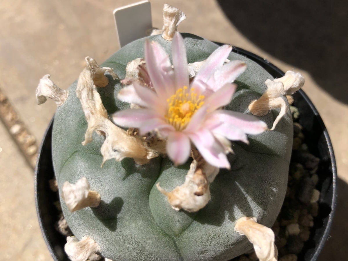 f:id:cactuspower:20200617160719j:plain