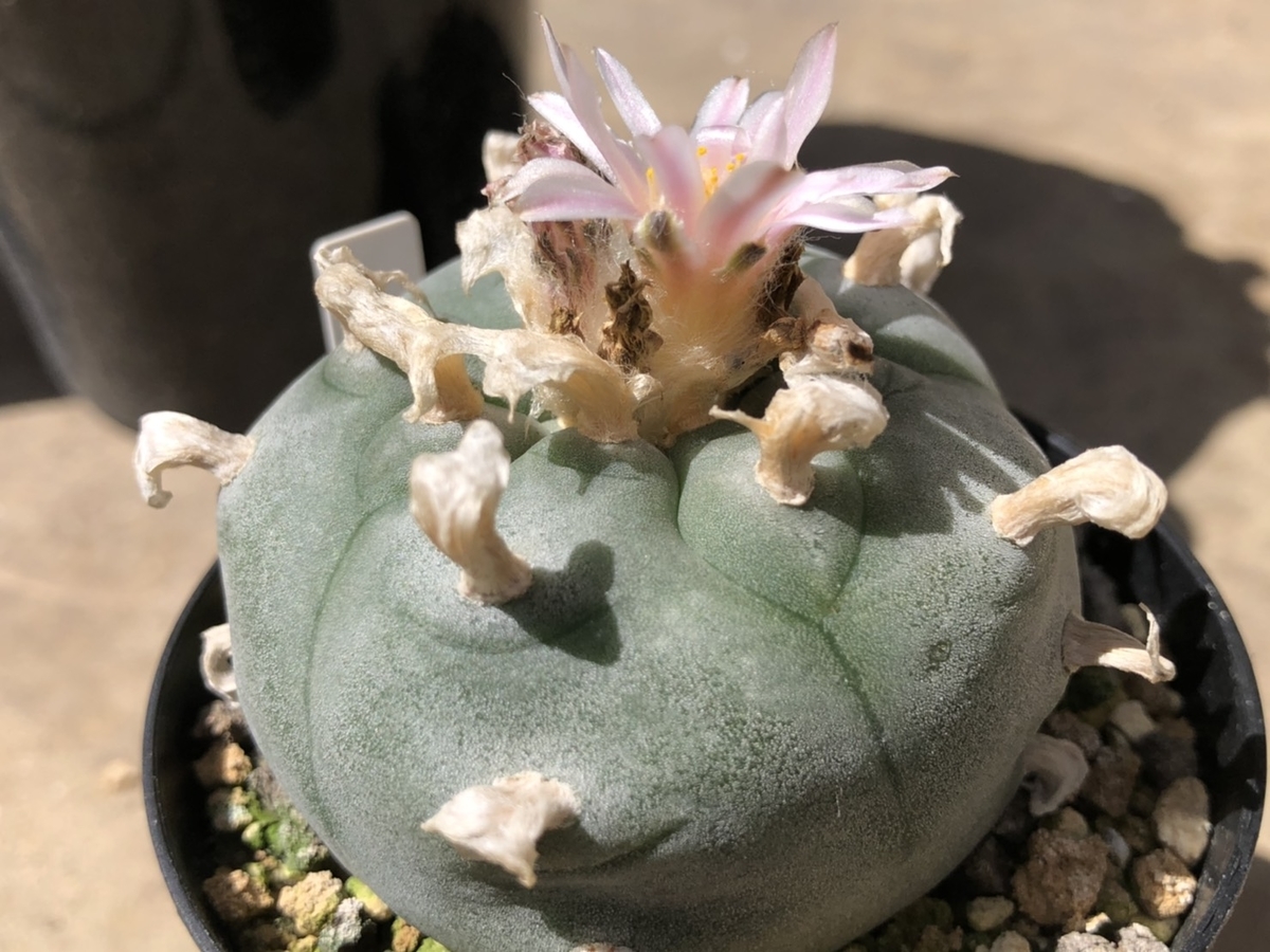 f:id:cactuspower:20200617160730j:plain