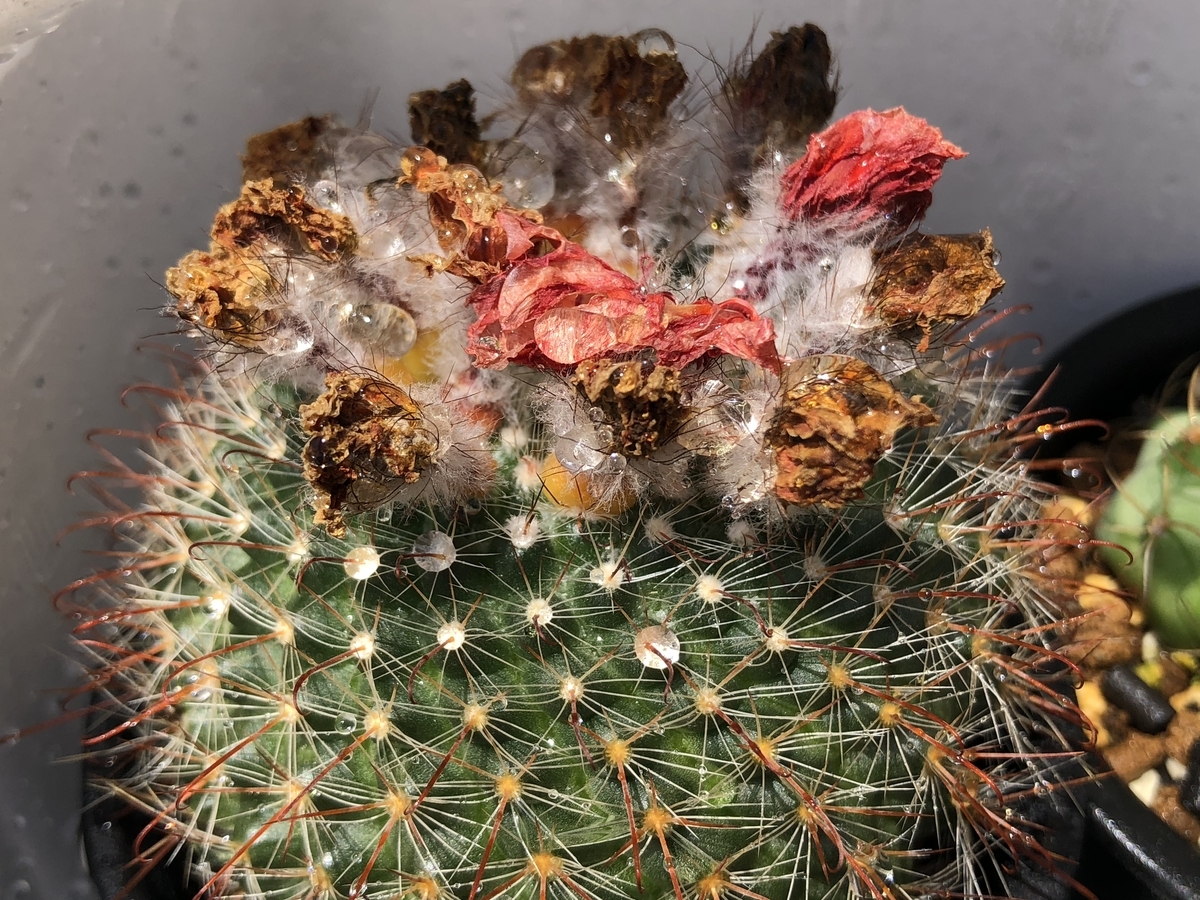 f:id:cactuspower:20200623223321j:plain