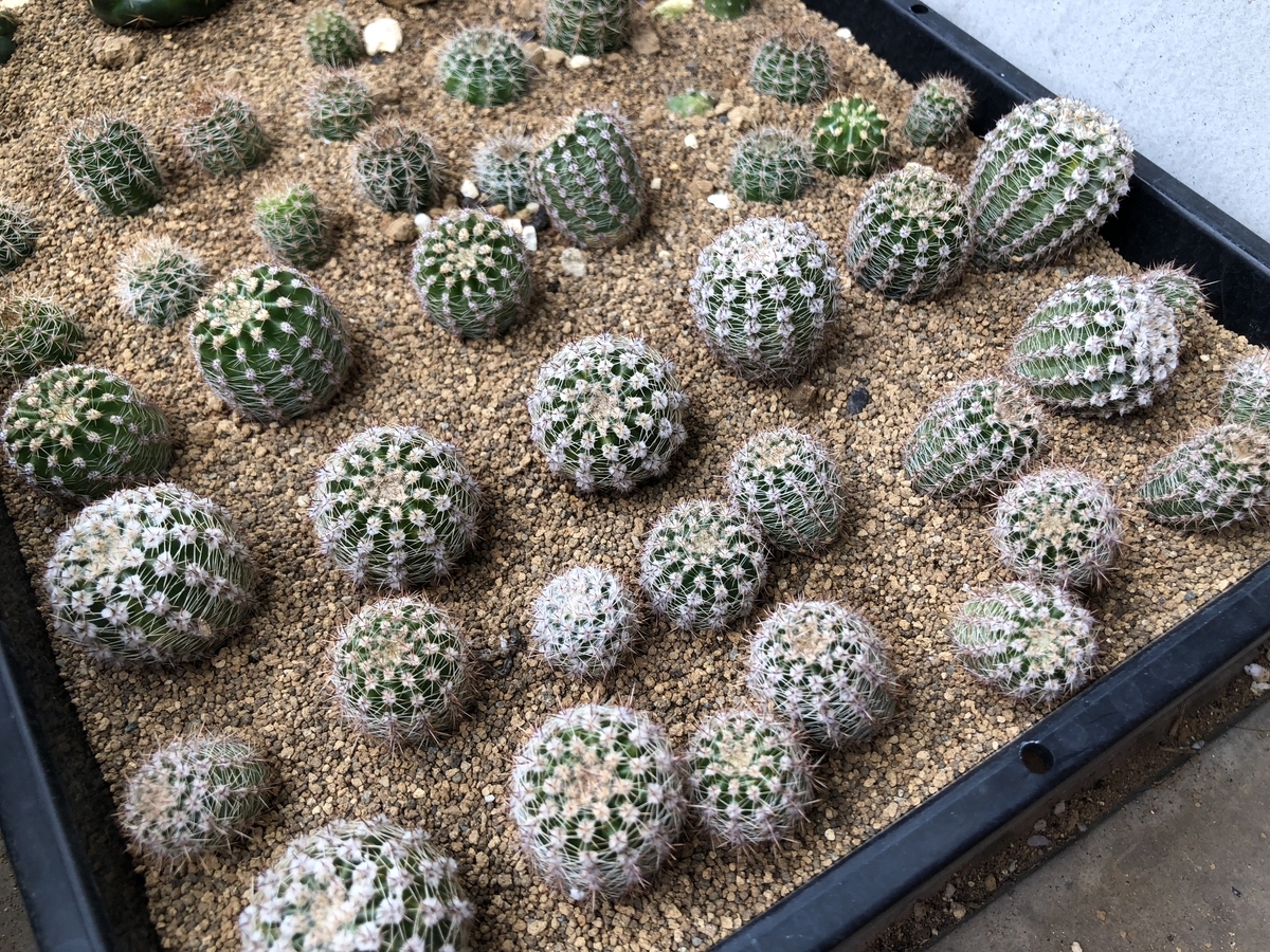 f:id:cactuspower:20200625141224j:plain