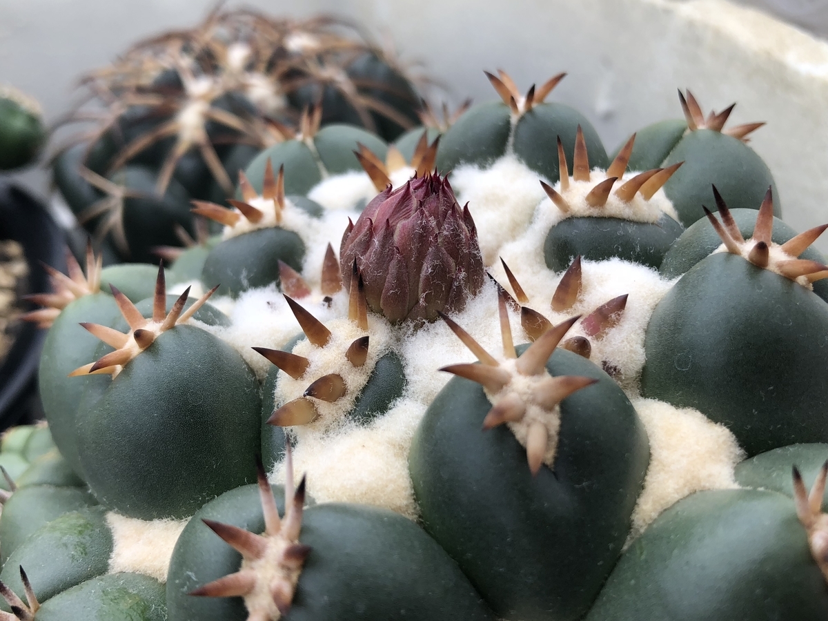 f:id:cactuspower:20200627124816j:plain