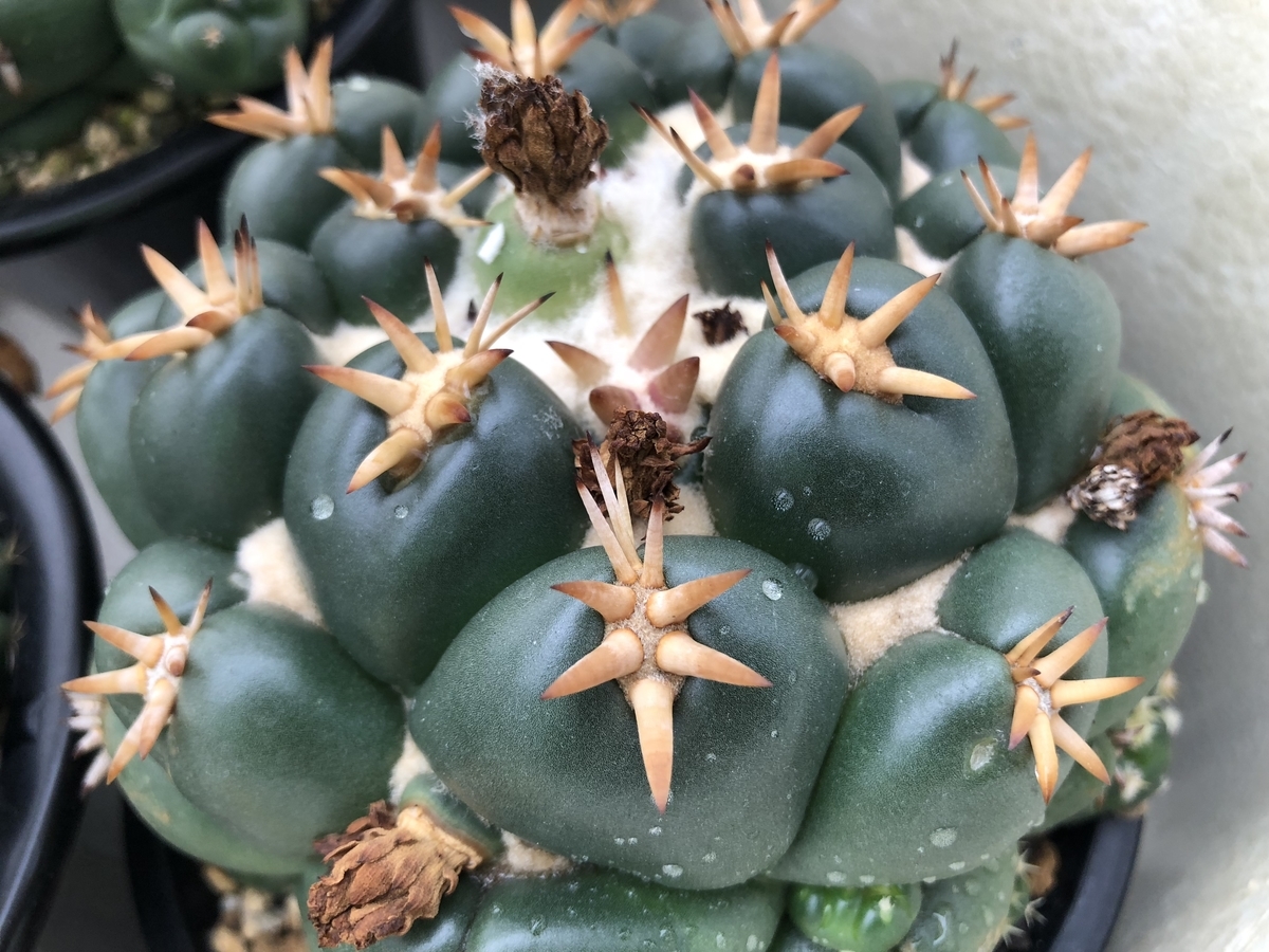 短刺象牙丸について(実生) - cactuspower サボテン日記