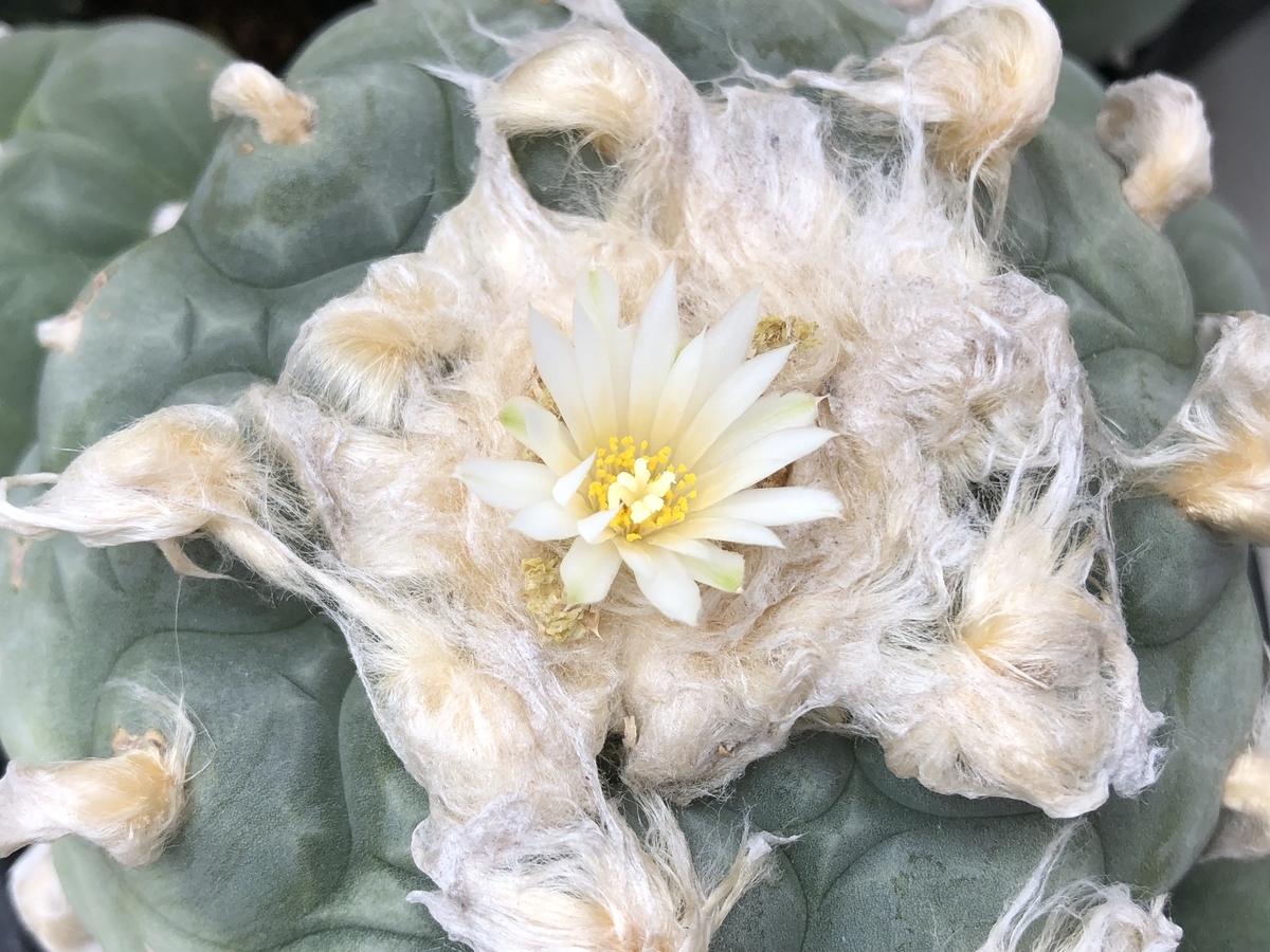 f:id:cactuspower:20200704133506j:plain