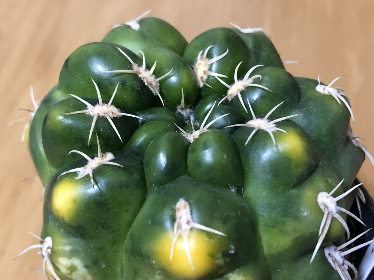 f:id:cactuspower:20200711235201j:plain