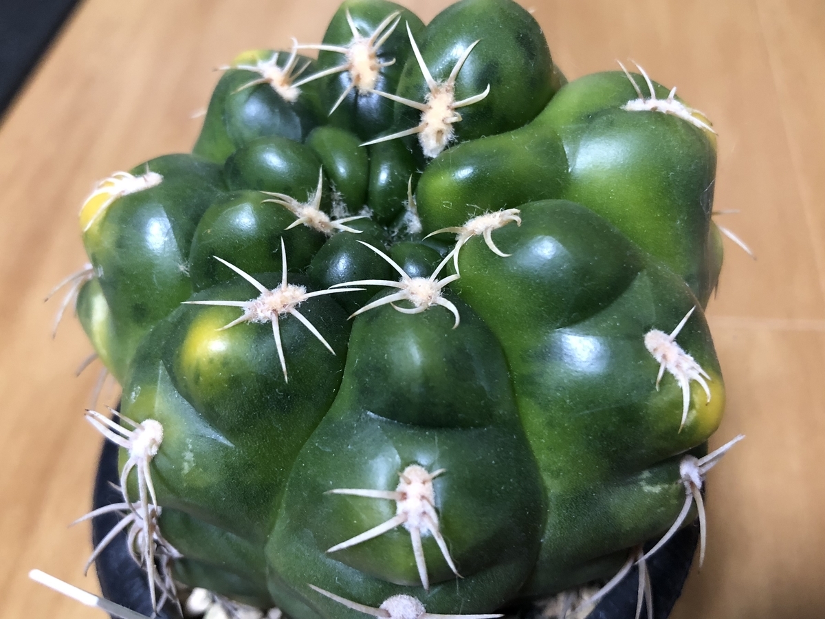 f:id:cactuspower:20200711235248j:plain