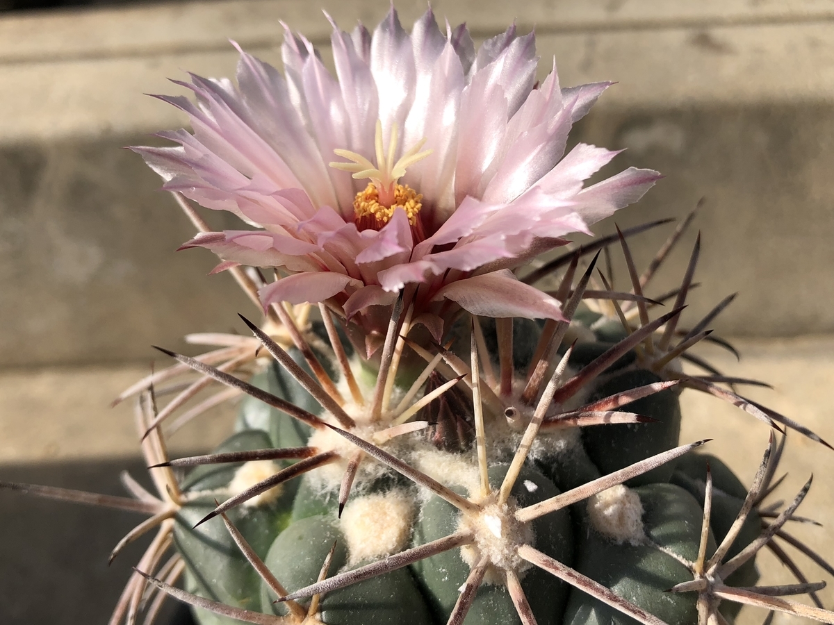 f:id:cactuspower:20200717232420j:plain