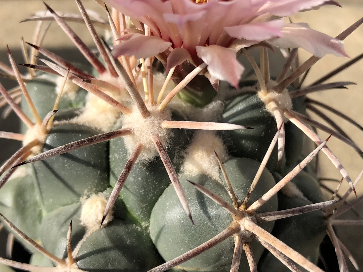 f:id:cactuspower:20200717232724j:plain