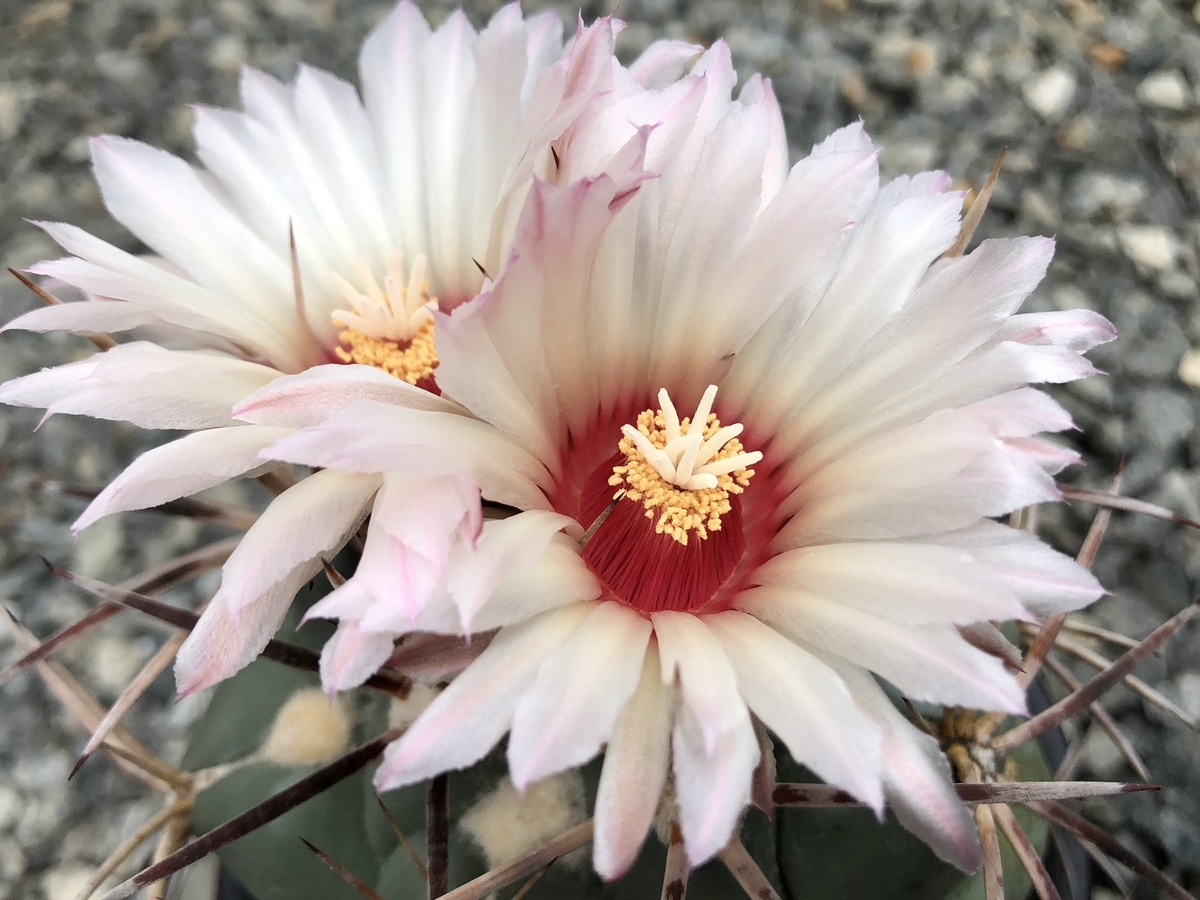 f:id:cactuspower:20200722224604j:plain