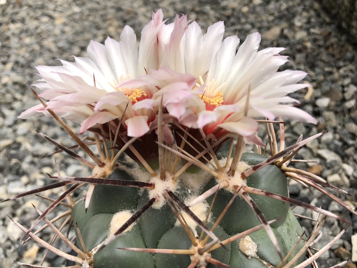 f:id:cactuspower:20200722224748j:plain