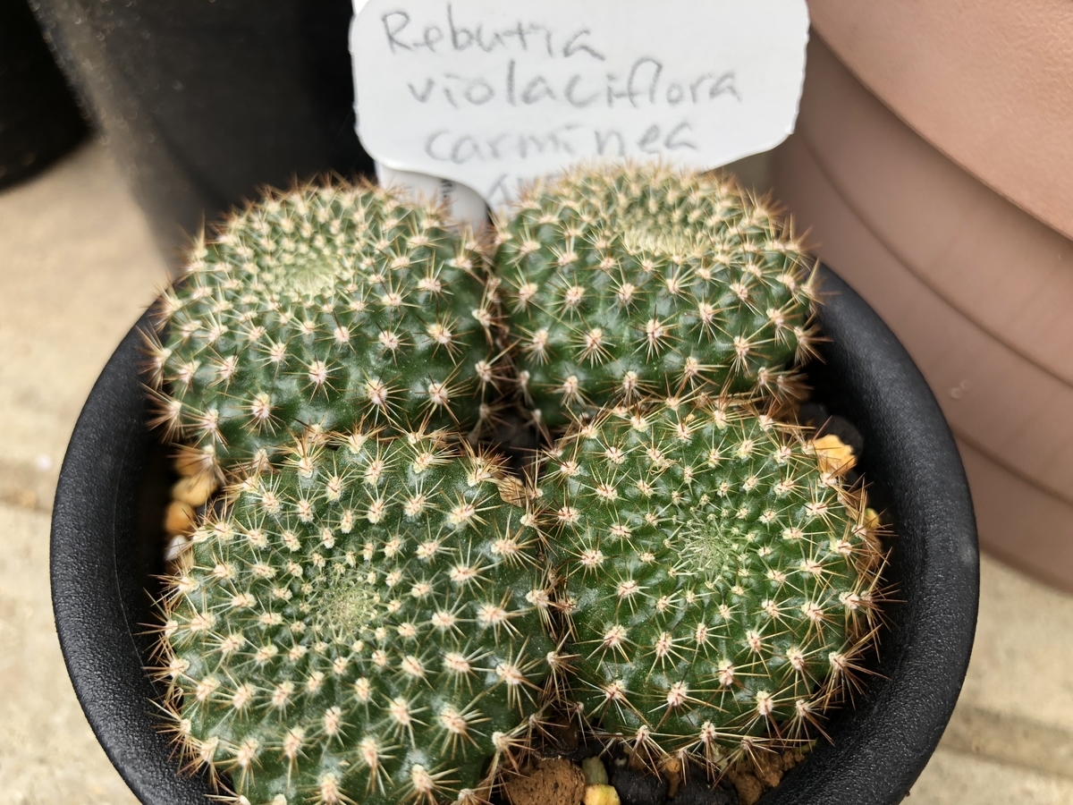 f:id:cactuspower:20200723124429j:plain f:id:cactuspower:20200723124429j:plain