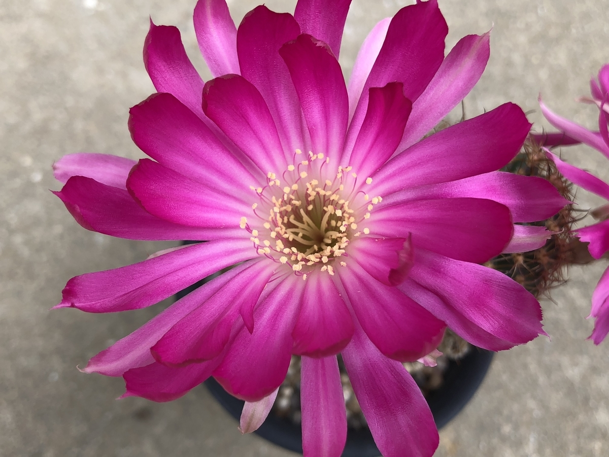 f:id:cactuspower:20200724125244j:plain