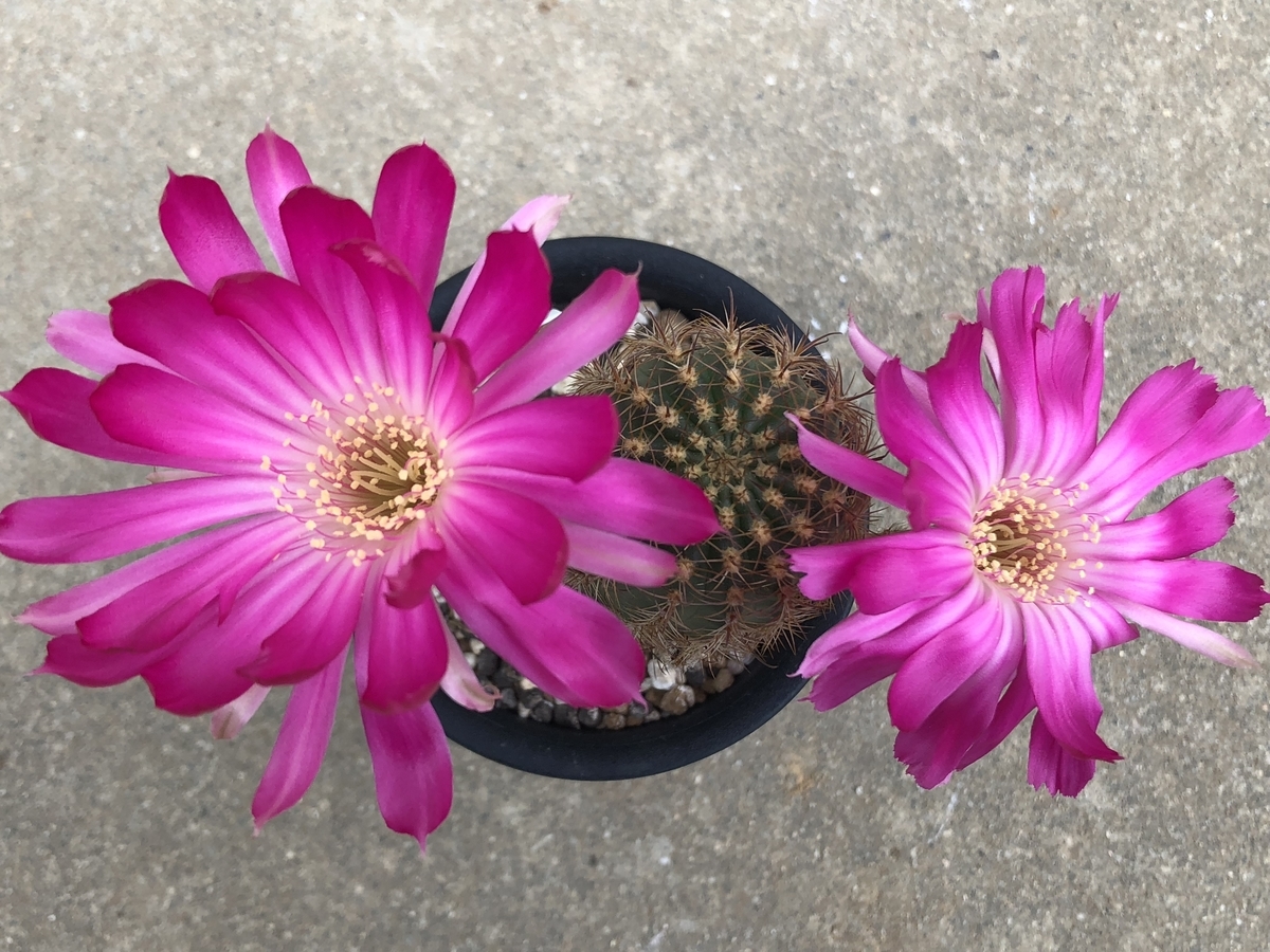 f:id:cactuspower:20200724125327j:plain
