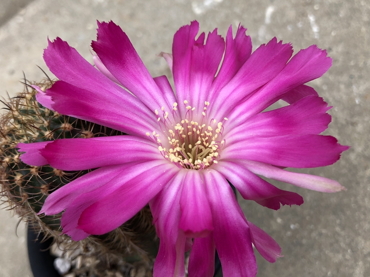 f:id:cactuspower:20200724125353j:plain