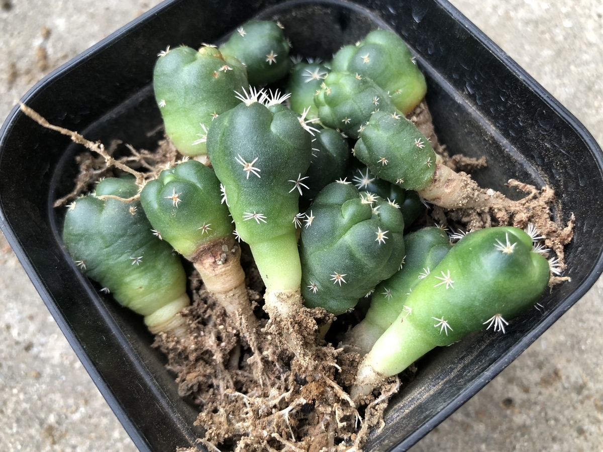 f:id:cactuspower:20200807124911j:plain