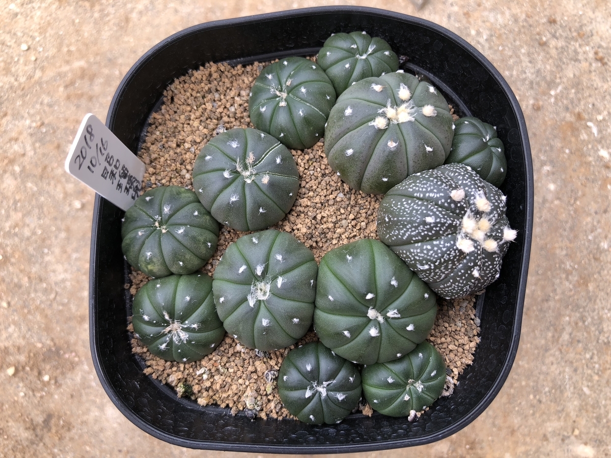 f:id:cactuspower:20200807125311j:plain