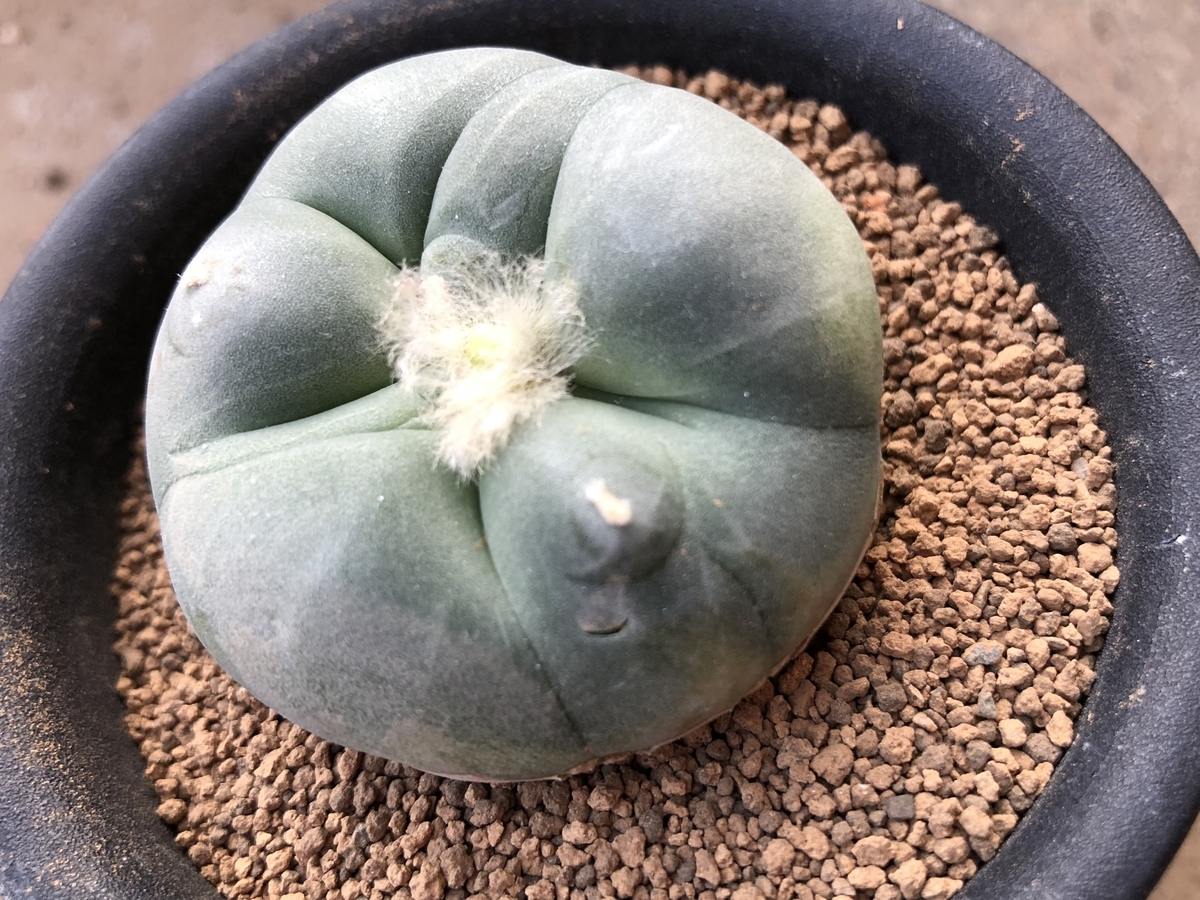 発根管理 - cactuspower サボテン日記