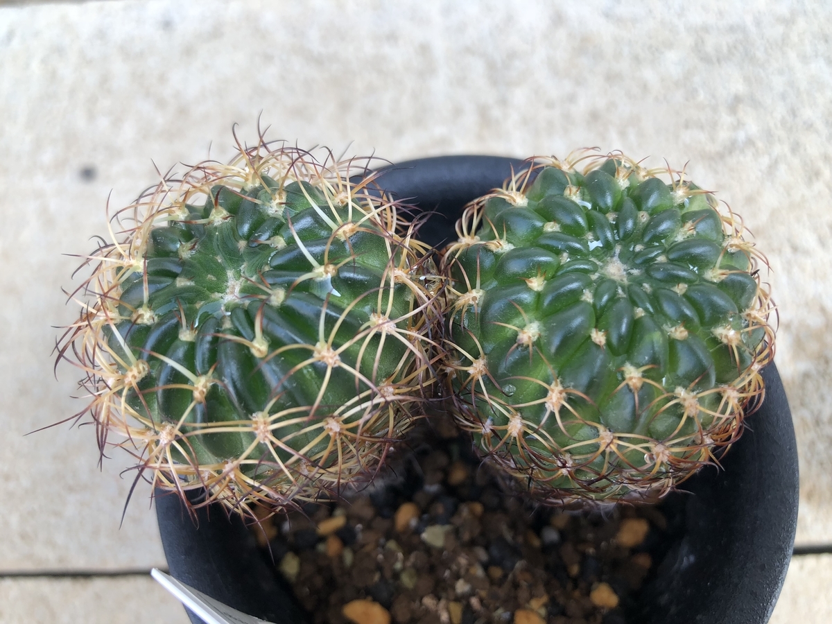 f:id:cactuspower:20200821132826j:plain