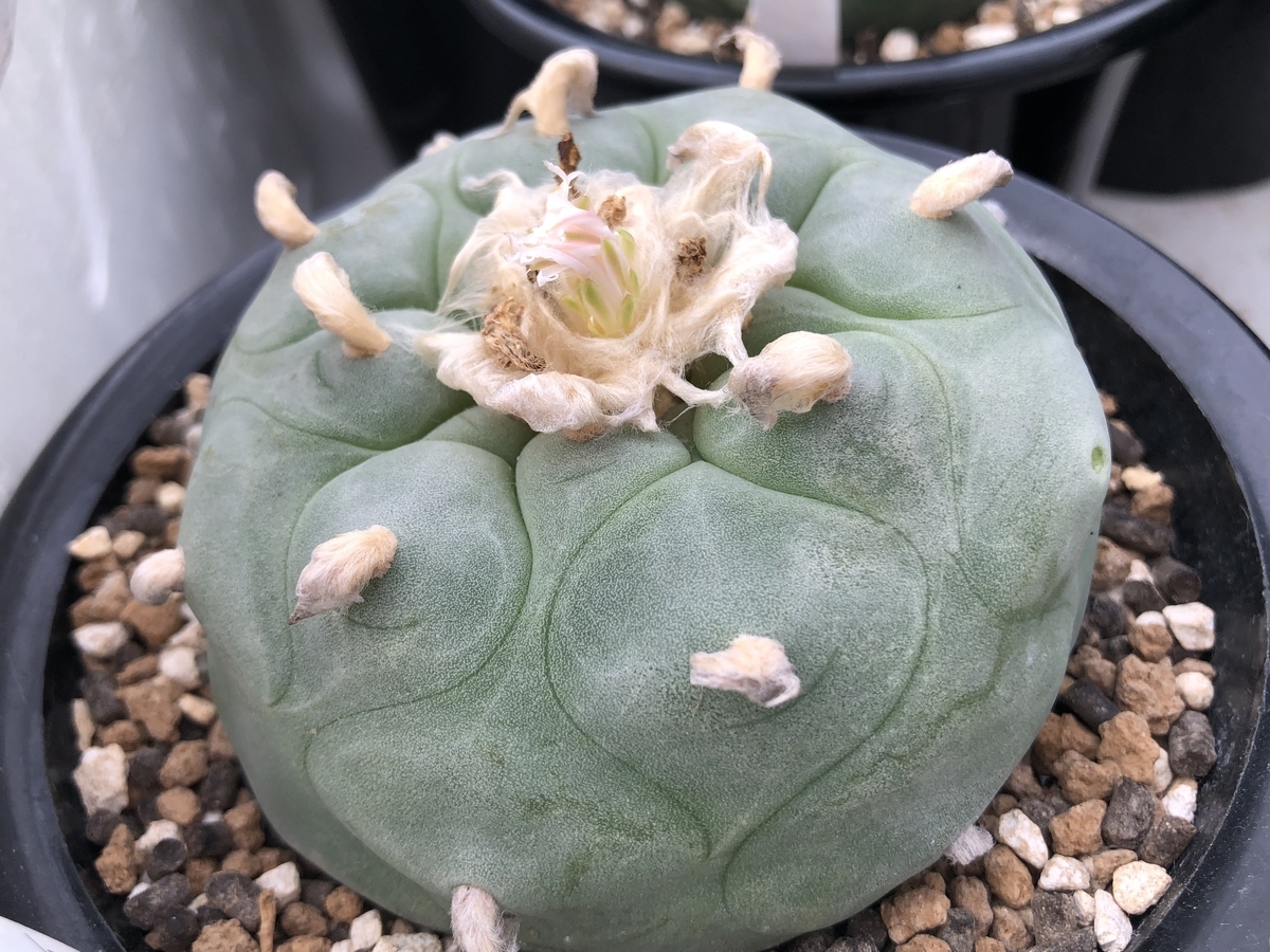 f:id:cactuspower:20200829124143j:plain