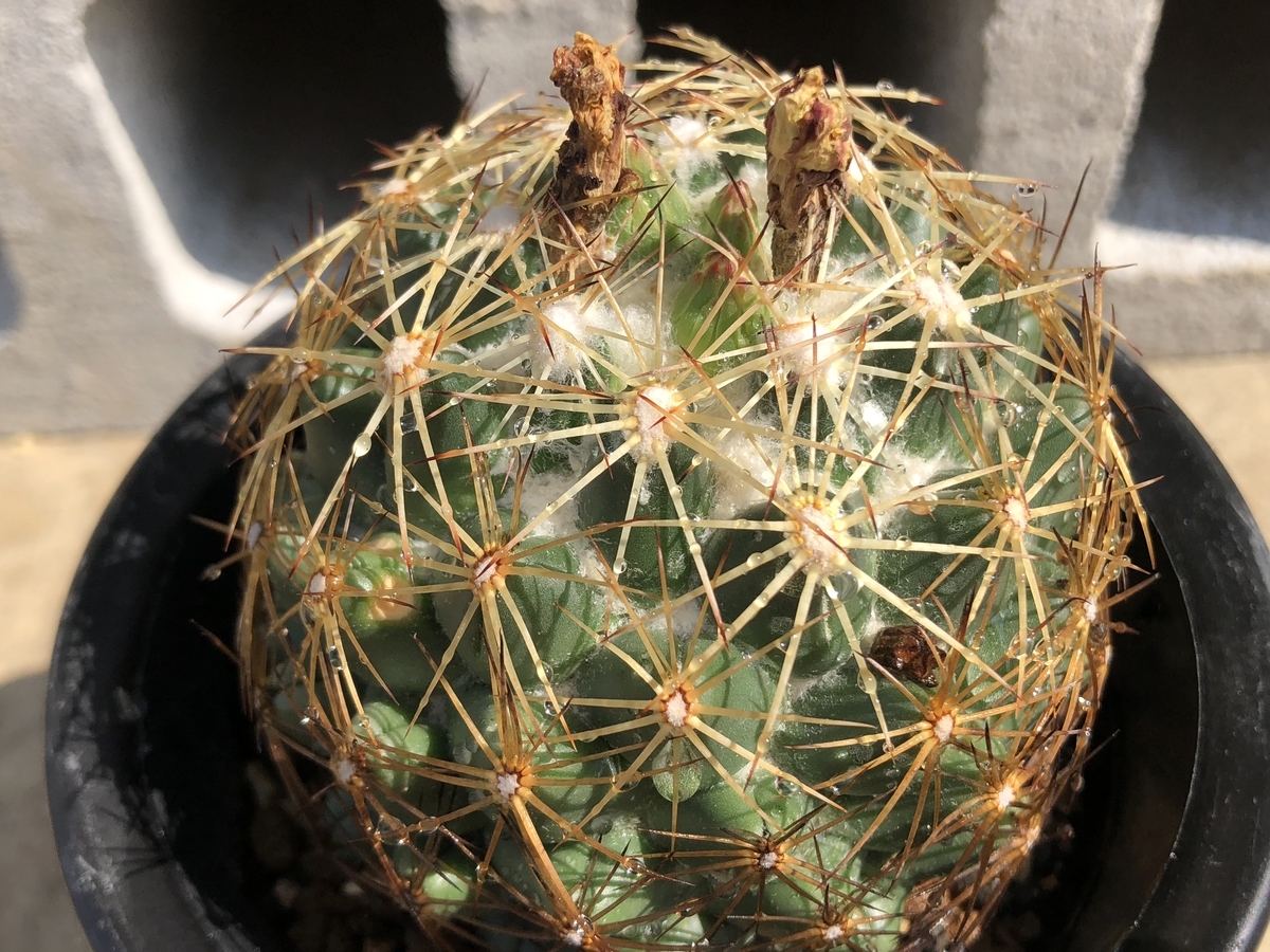 f:id:cactuspower:20200903130420j:plain