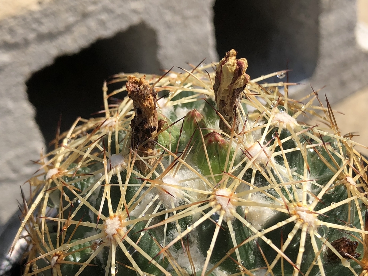 f:id:cactuspower:20200903130546j:plain