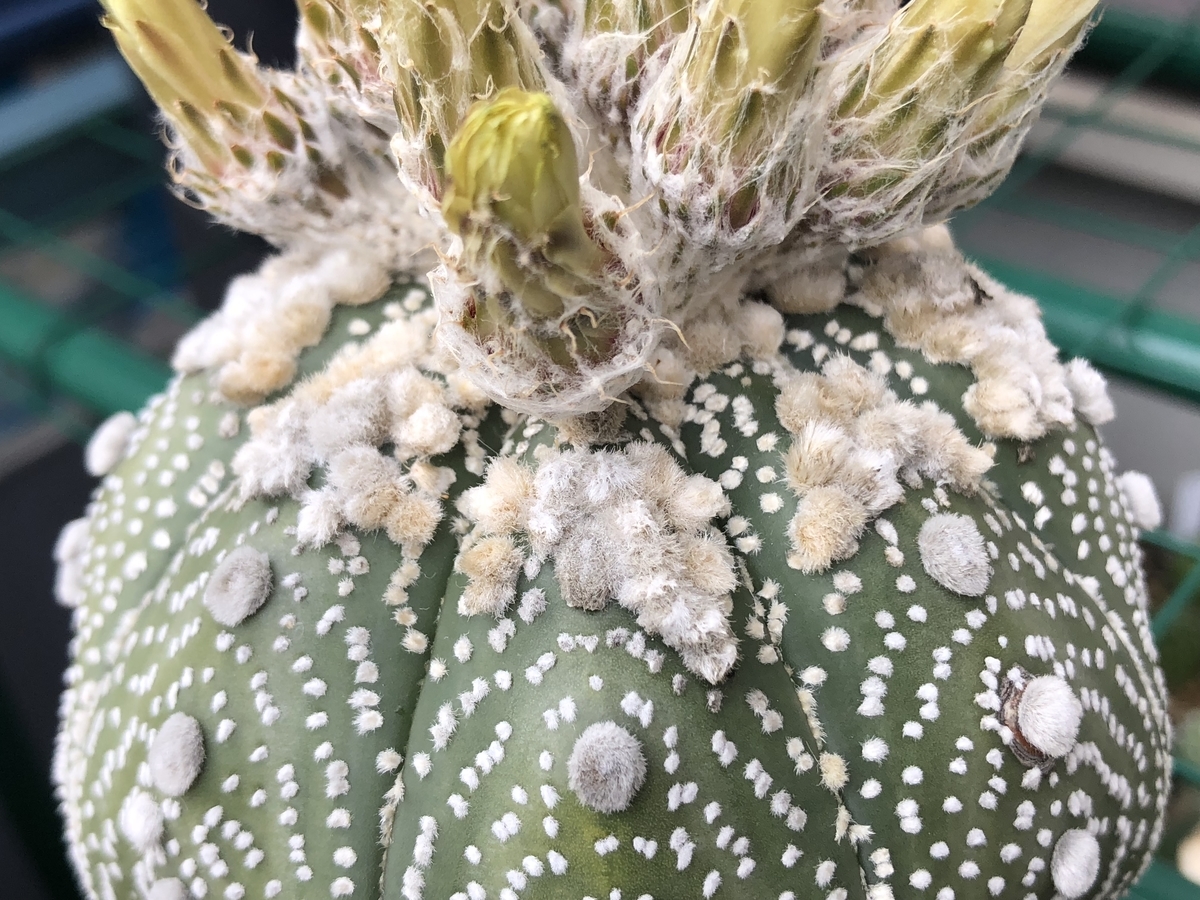 f:id:cactuspower:20200907132551j:plain