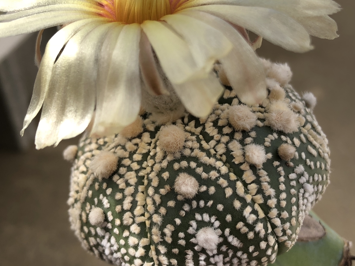 f:id:cactuspower:20200909133500j:plain