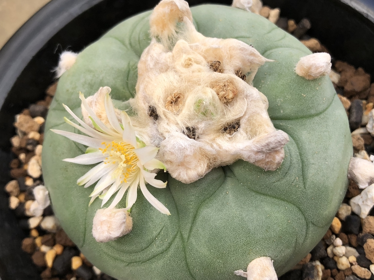 f:id:cactuspower:20200909134150j:plain