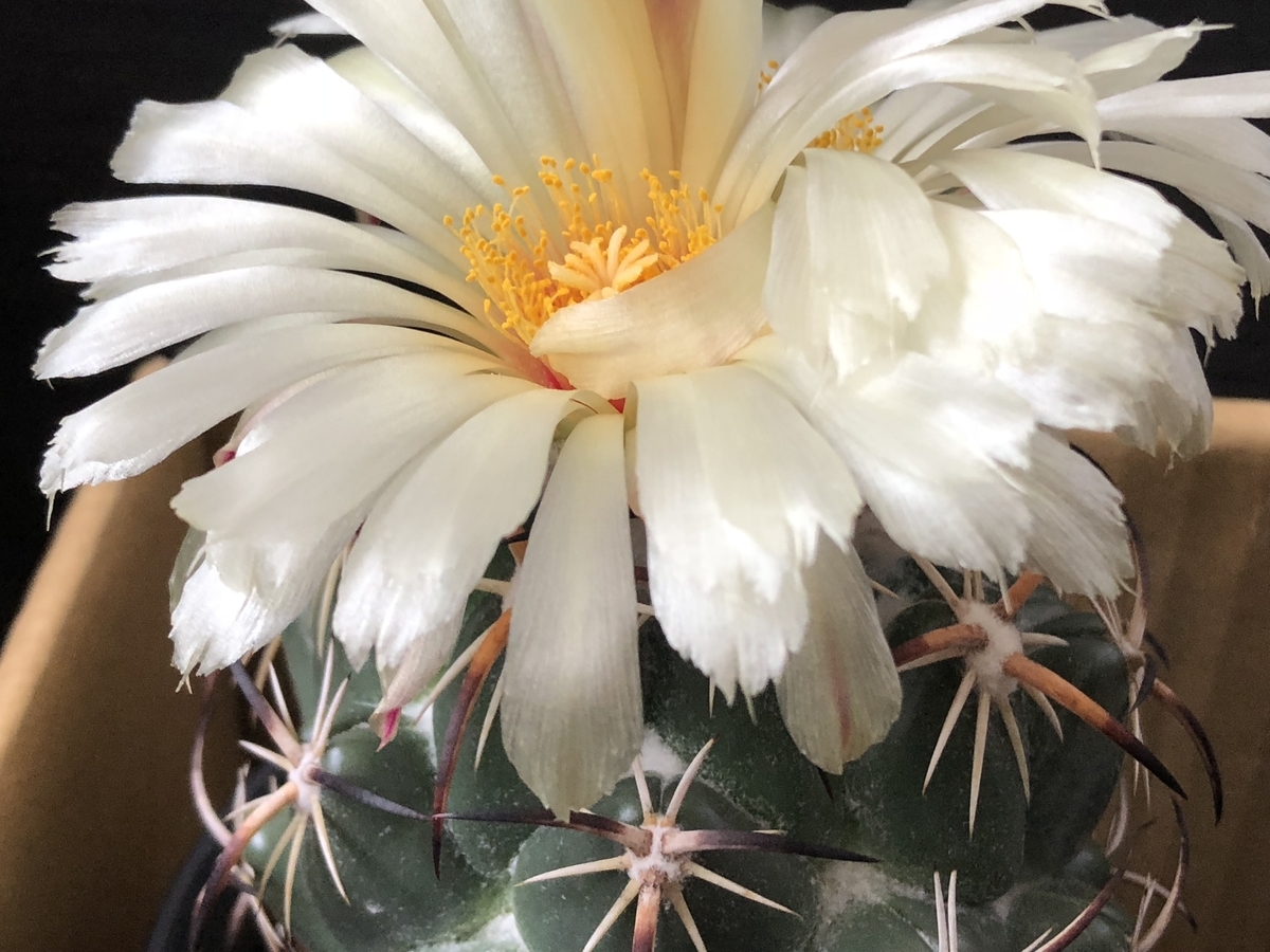 f:id:cactuspower:20200912123503j:plain f:id:cactuspower:20200912123503j:plain