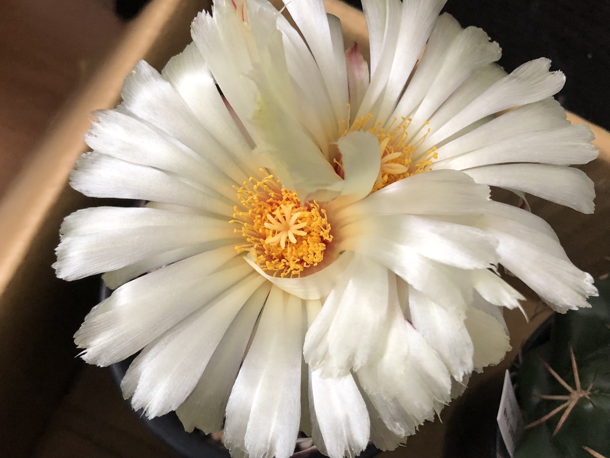 f:id:cactuspower:20200912123808j:plain f:id:cactuspower:20200912123808j:plain
