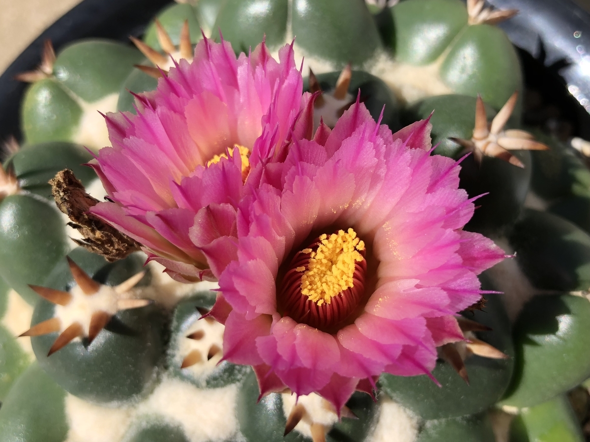 f:id:cactuspower:20200918233455j:plain