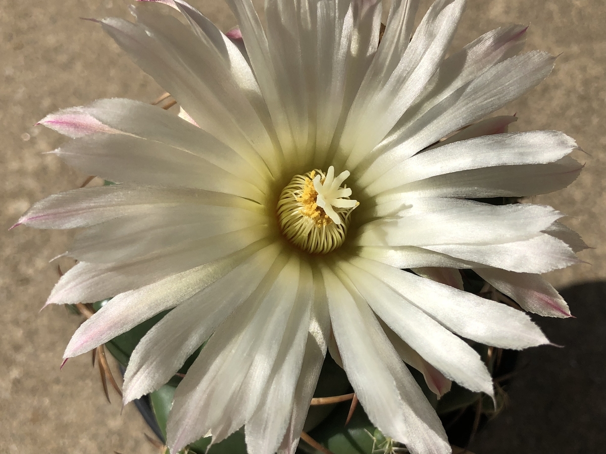 f:id:cactuspower:20200921223312j:plain f:id:cactuspower:20200921223312j:plain